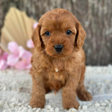 Load image into Gallery viewer, LEON - Male Mini Cavoodle - Ready 11th Sept