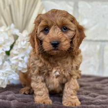 Load image into Gallery viewer, LEON - Male Mini Cavoodle - Ready for Home NOW