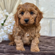 Load image into Gallery viewer, LEON - Male Mini Cavoodle - Ready for Home NOW