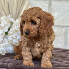 Load image into Gallery viewer, LEON - Male Mini Cavoodle - Ready for Home NOW