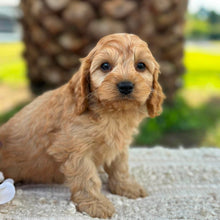 Load image into Gallery viewer, LEVI - Male Toy Cavoodle - ready 21st June