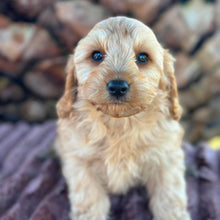 Load image into Gallery viewer, LEVI - Male Toy Cavoodle - ready 21st June