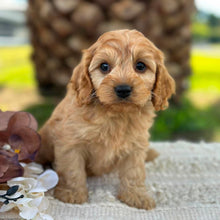 Load image into Gallery viewer, LEVI - Male Toy Cavoodle - ready 21st June