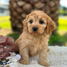 Load image into Gallery viewer, LEVI - Male Toy Cavoodle - ready 21st June