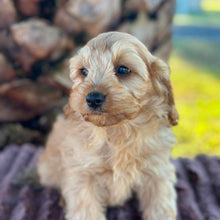 Load image into Gallery viewer, LEVI - Male Toy Cavoodle - ready 21st June