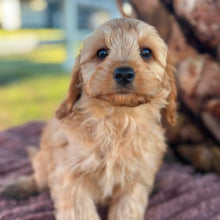 Load image into Gallery viewer, LEVI - Male Toy Cavoodle - ready 21st June