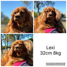 Load image into Gallery viewer, LEON - Male Mini Cavoodle - Ready 11th Sept