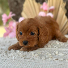 Load image into Gallery viewer, LILAC - Female  Mini Cavoodle - Ready for Home NOW