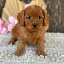 Load image into Gallery viewer, LILAC - Female  Mini Cavoodle - Ready for Home NOW