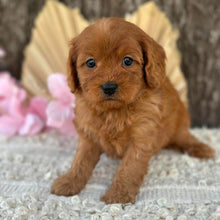 Load image into Gallery viewer, LILAC - Female  Mini Cavoodle - Ready for Home NOW