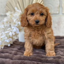 Load image into Gallery viewer, LILAC - Female  Mini Cavoodle - Ready for Home NOW