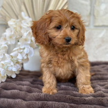 Load image into Gallery viewer, LILAC - Female  Mini Cavoodle - Ready for Home NOW