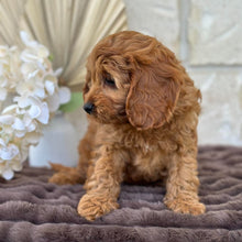 Load image into Gallery viewer, LILITH - Female  Mini Cavoodle - Ready 11th Sept NOW