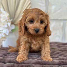 Load image into Gallery viewer, LILITH - Female  Mini Cavoodle - Ready 11th Sept NOW