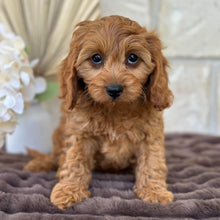 Load image into Gallery viewer, LILITH - Female  Mini Cavoodle - Ready 11th Sept NOW