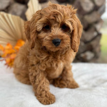 Load image into Gallery viewer, LILITH - Female  Mini Cavoodle - Ready 11th Sept NOW