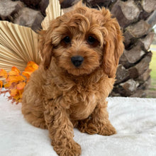 Load image into Gallery viewer, LILITH - Female  Mini Cavoodle - Ready 11th Sept NOW