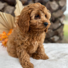 Load image into Gallery viewer, LILITH - Female  Mini Cavoodle - Ready 11th Sept NOW