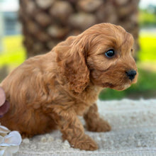 Load image into Gallery viewer, LILO - Female Toy Cavoodle - ready 21st June
