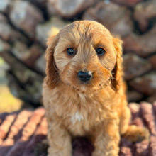 Load image into Gallery viewer, LILO - Female Toy Cavoodle - ready 21st June