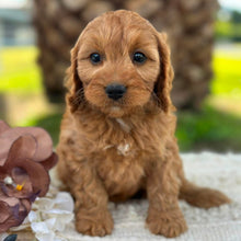 Load image into Gallery viewer, LILO - Female Toy Cavoodle - ready 21st June