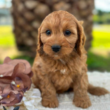 Load image into Gallery viewer, LILO - Female Toy Cavoodle - ready 21st June