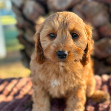 Load image into Gallery viewer, LILO - Female Toy Cavoodle - ready 21st June