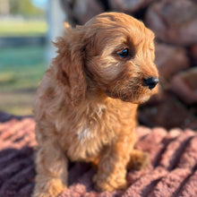 Load image into Gallery viewer, LILO - Female Toy Cavoodle - ready 21st June