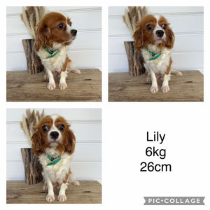 LEGEND - Male Toy Cavoodle - Ready Now