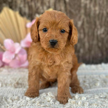 Load image into Gallery viewer, LLOYD - Male Mini Cavoodle - Ready for Home NOW