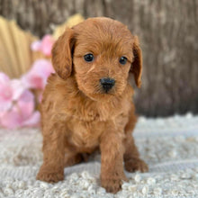 Load image into Gallery viewer, LLOYD - Male Mini Cavoodle - Ready for Home NOW
