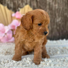 Load image into Gallery viewer, LLOYD - Male Mini Cavoodle - Ready for Home NOW
