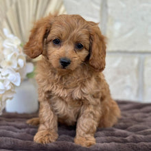 Load image into Gallery viewer, LLOYD - Male Mini Cavoodle - Ready for Home NOW