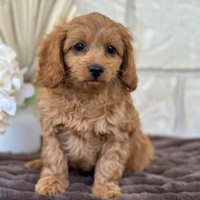 Load image into Gallery viewer, LLOYD - Male Mini Cavoodle - Ready for Home NOW