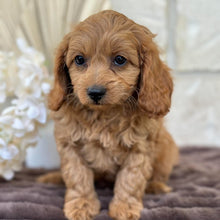 Load image into Gallery viewer, LLOYD - Male Mini Cavoodle - Ready for Home NOW