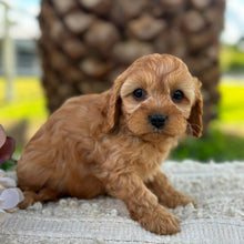 Load image into Gallery viewer, LOLA - Female Toy Cavoodle - ready 21st June
