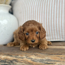 Load image into Gallery viewer, LOLA - Female Toy Cavoodle - 23rd Oct
