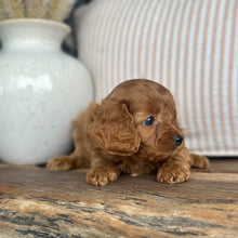 Load image into Gallery viewer, LOLA - Female Toy Cavoodle - 23rd Oct