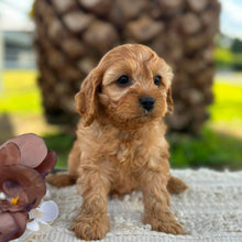 Load image into Gallery viewer, LOLA - Female Toy Cavoodle - ready 21st June