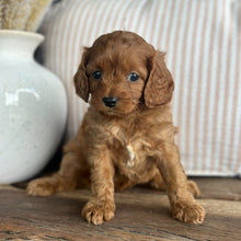 Load image into Gallery viewer, LOLA - Female Toy Cavoodle - 23rd Oct