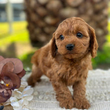Load image into Gallery viewer, LOTTIE - Female Toy Cavoodle - ready 21st June