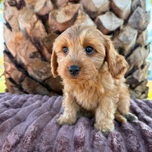 Load image into Gallery viewer, LOTTIE - Female Toy Cavoodle - ready 21st June