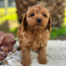 Load image into Gallery viewer, LOTTIE - Female Toy Cavoodle - ready 21st June