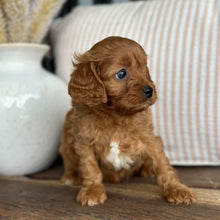 Load image into Gallery viewer, LOTTIE - Female Toy Cavoodle - 23rd Oct