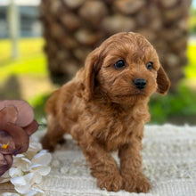 Load image into Gallery viewer, LOTTIE - Female Toy Cavoodle - ready 21st June