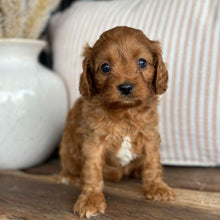 Load image into Gallery viewer, LOTTIE - Female Toy Cavoodle - 23rd Oct
