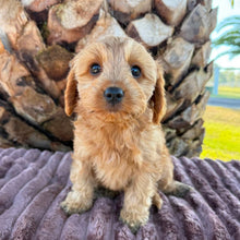 Load image into Gallery viewer, LOTTIE - Female Toy Cavoodle - ready 21st June