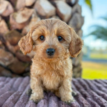 Load image into Gallery viewer, LOTTIE - Female Toy Cavoodle - ready 21st June