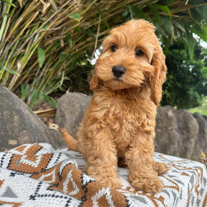 LOTTIE - Female Mini Spoodle - Ready Now