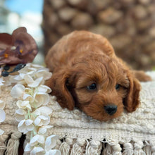 Load image into Gallery viewer, LOUIE - Male Toy Cavoodle - ready 21st June